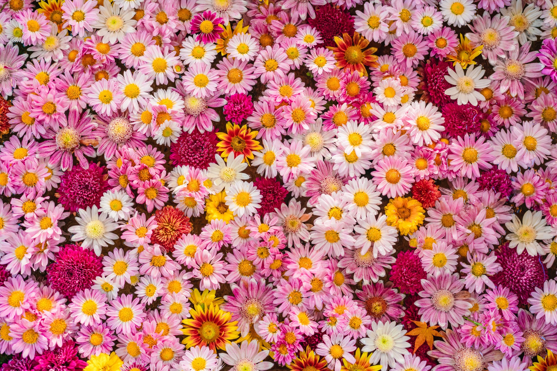 Vibrant Bloom: Assortment of Colorful Chrysanthemums