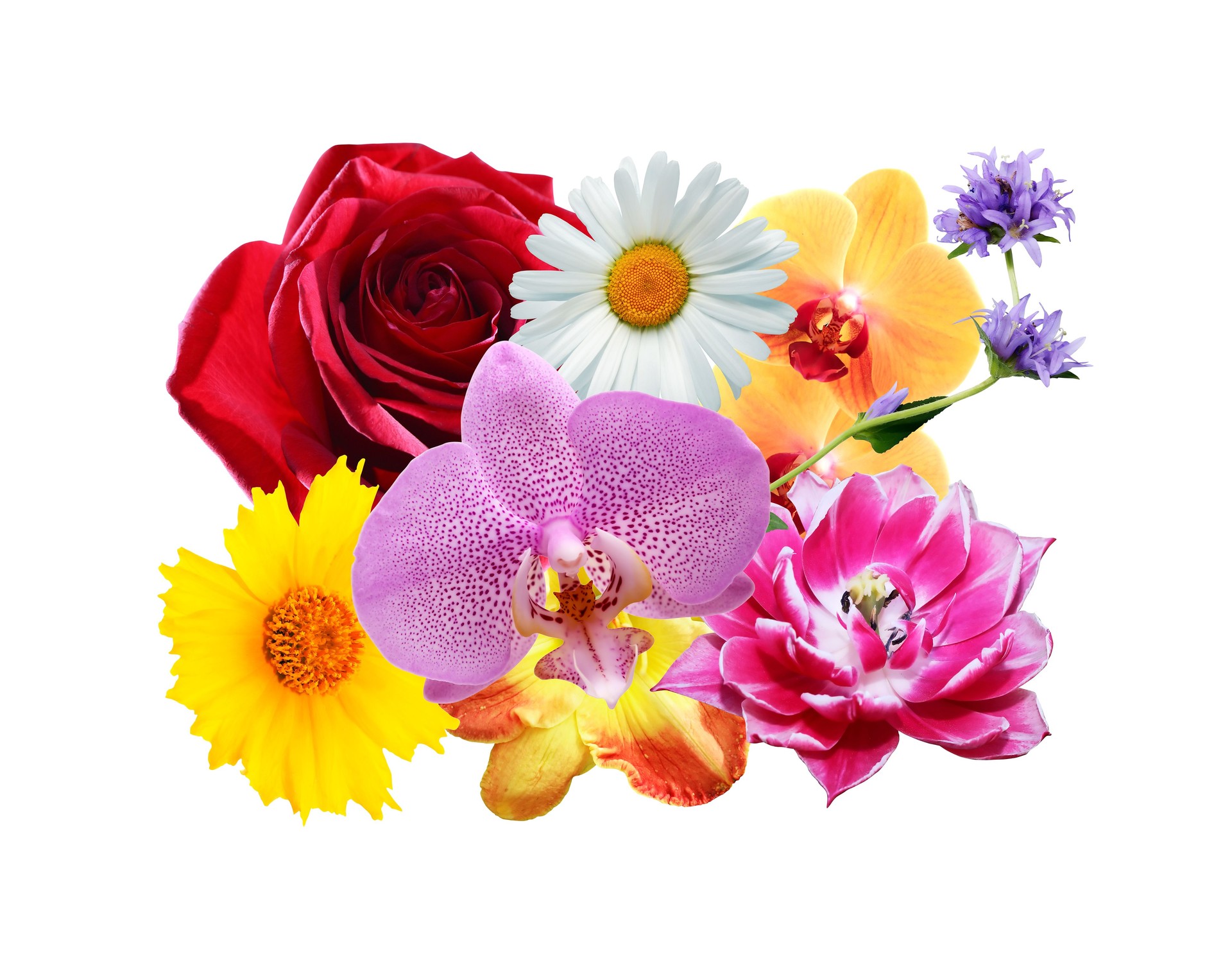 Set Of Flowers