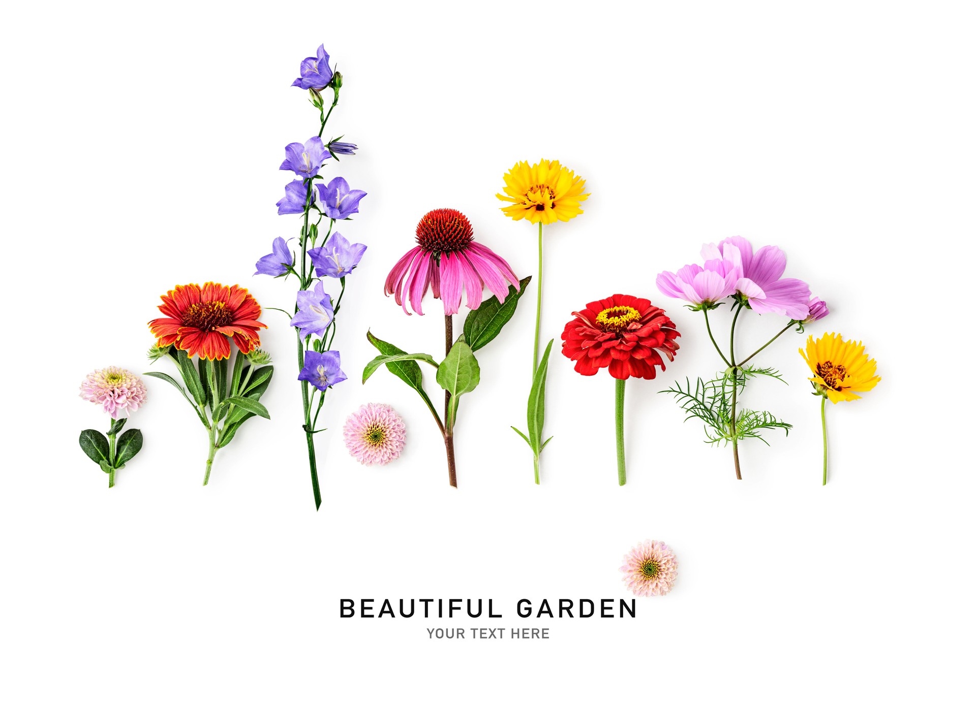 Beautiful summer flowers creative layout isolated on white background
