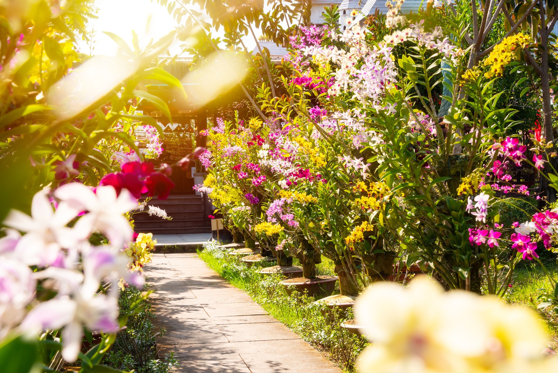 Many orchids blooming in flower garden in Vietnam