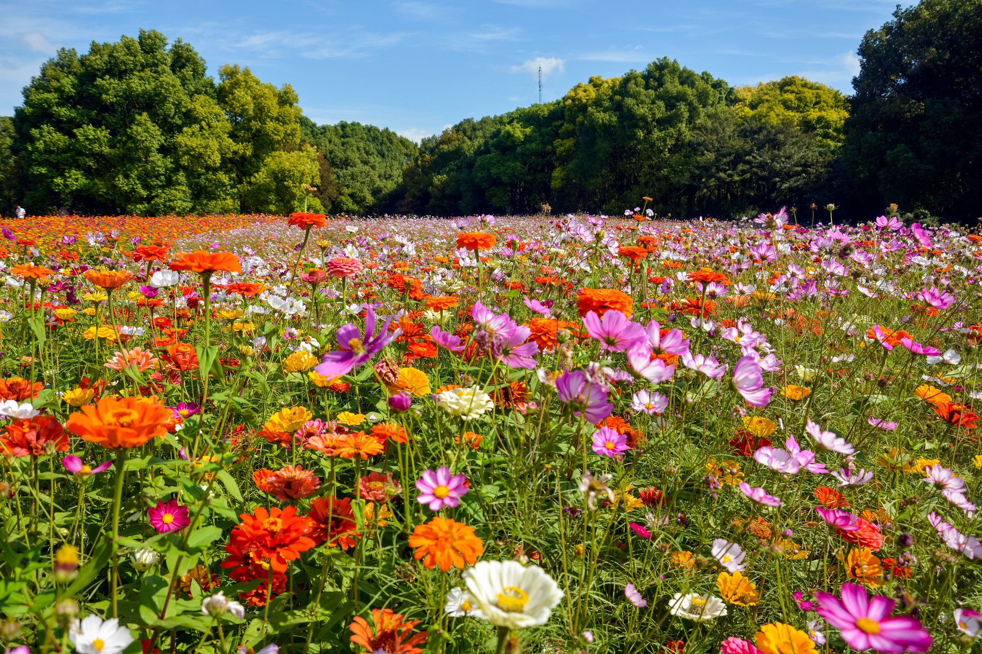 Colorful sea of flowers in forest